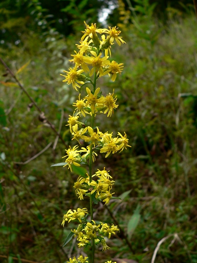 {Solidago erecta}